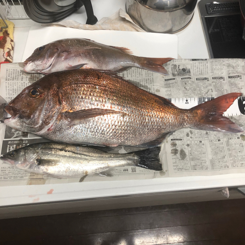 タイの釣果