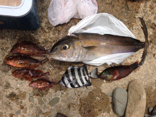 カンパチの釣果