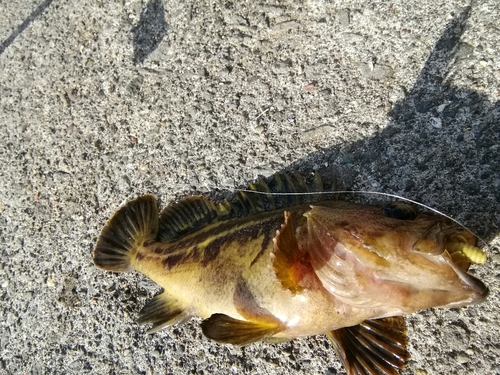 シマソイの釣果