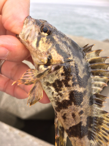 タケノコメバルの釣果