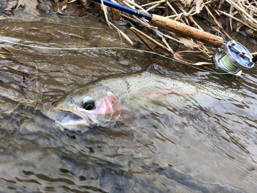 ニジマスの釣果