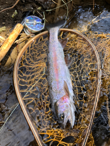 ニジマスの釣果