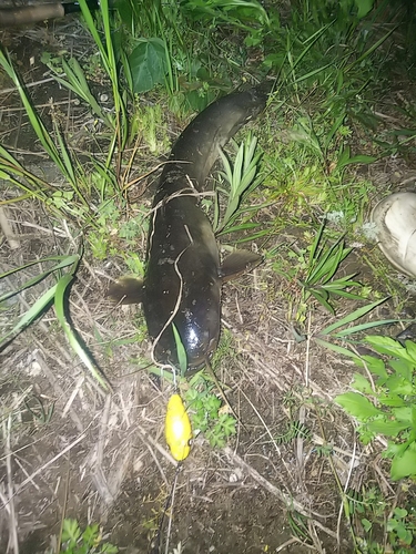 ナマズの釣果