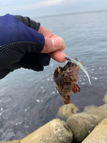 ガシラの釣果