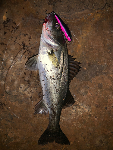 セイゴ（マルスズキ）の釣果