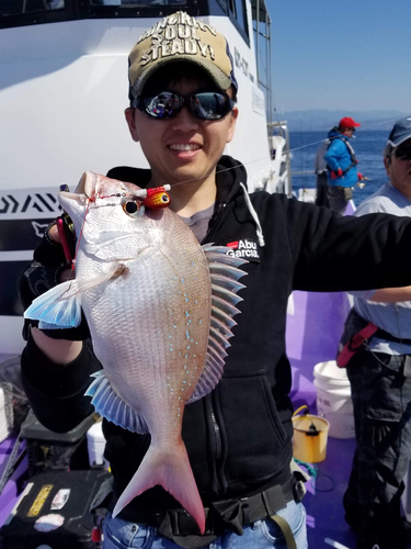 マダイの釣果