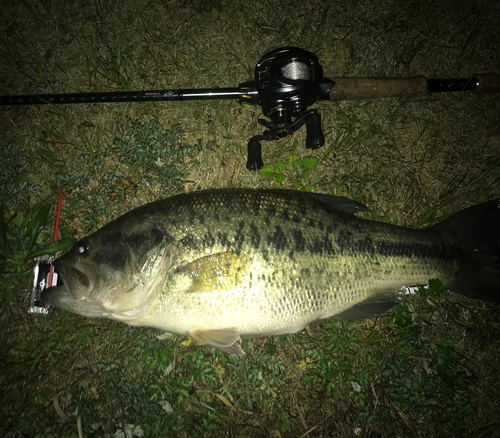 ブラックバスの釣果