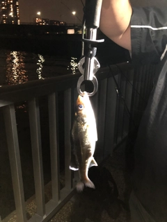 セイゴ（ヒラスズキ）の釣果