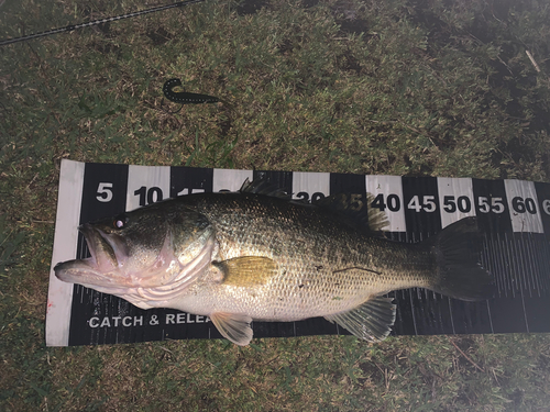 ブラックバスの釣果