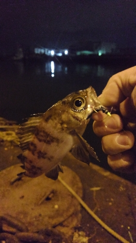 メバルの釣果