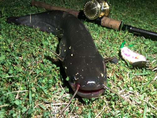 マナマズの釣果