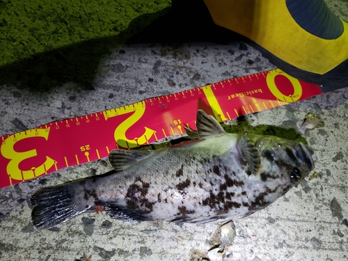 クロソイの釣果