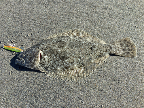 ヒラメの釣果