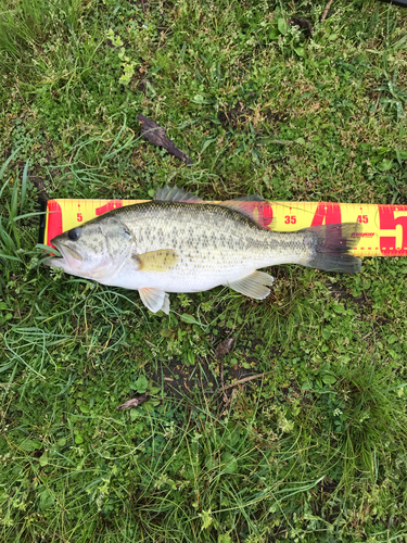 ブラックバスの釣果