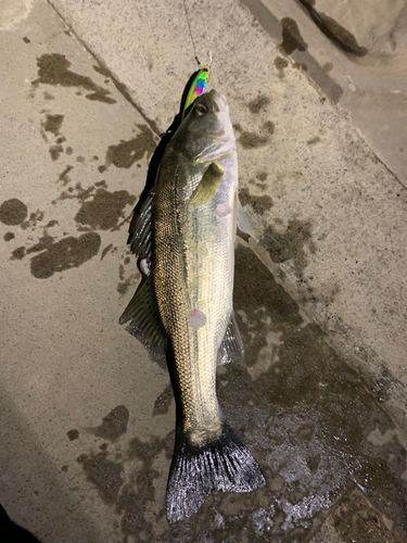 シーバスの釣果