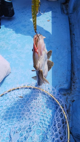 マゴチの釣果