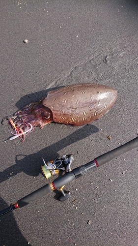 コウイカの釣果