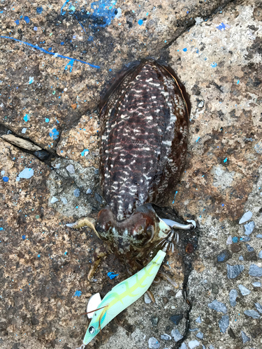 コウイカの釣果