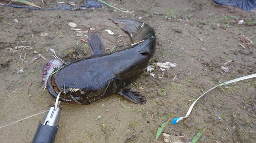 ナマズの釣果