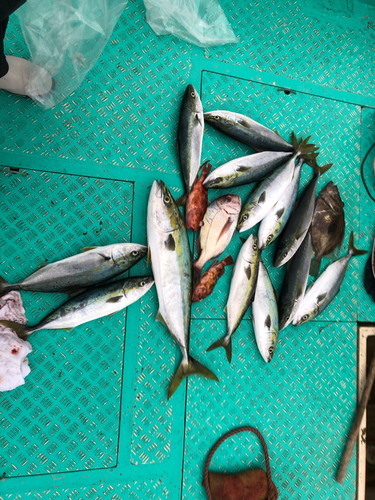 ハマチの釣果