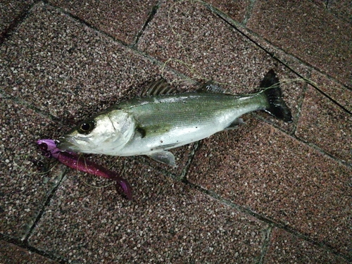 セイゴ（ヒラスズキ）の釣果