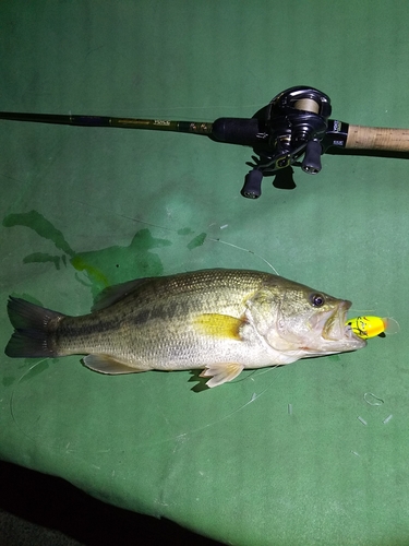 ブラックバスの釣果