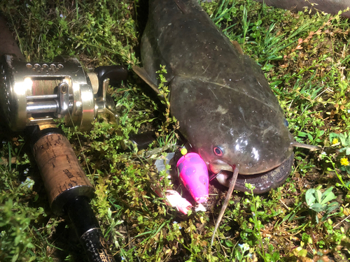 マナマズの釣果