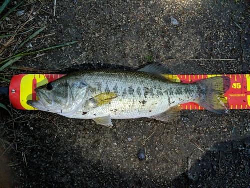 ブラックバスの釣果