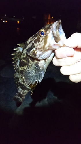 タケノコメバルの釣果