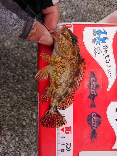 カサゴの釣果