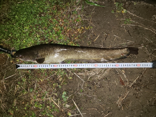 ナマズの釣果