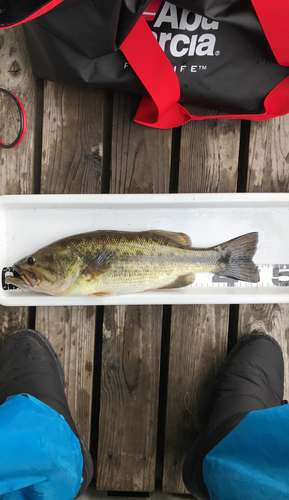 ブラックバスの釣果