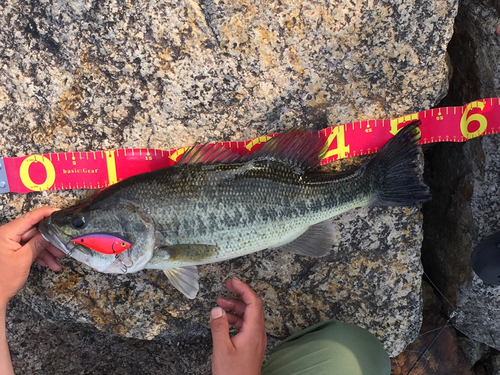 ブラックバスの釣果