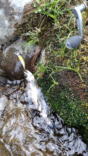 アマゴの釣果