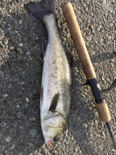 フッコ（マルスズキ）の釣果