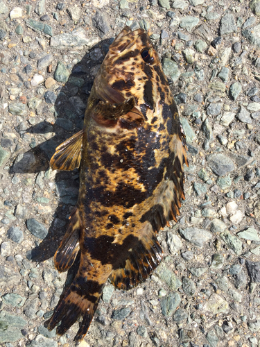 タケノコメバルの釣果