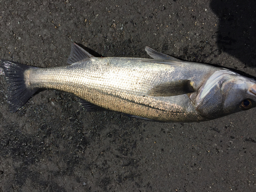 フッコ（マルスズキ）の釣果