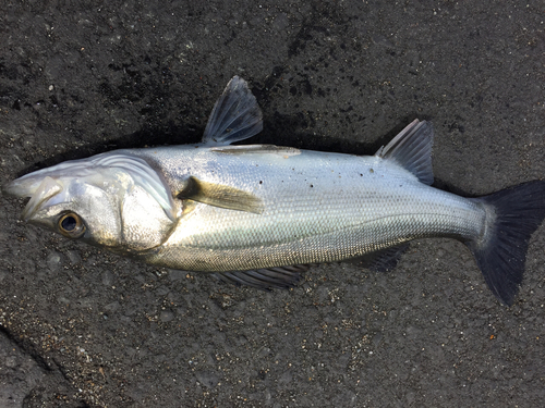 セイゴ（マルスズキ）の釣果