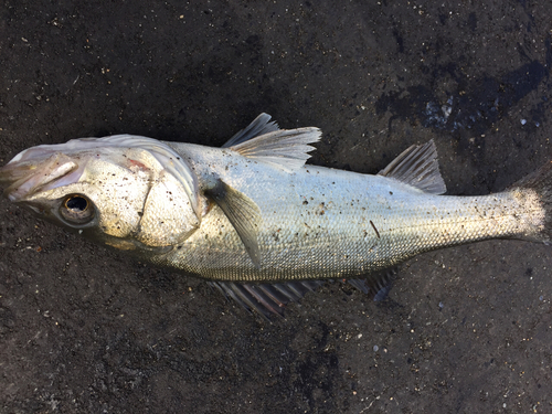 フッコ（マルスズキ）の釣果