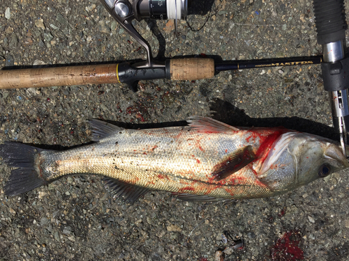 フッコ（マルスズキ）の釣果