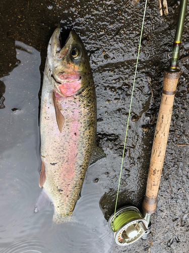 ニジマスの釣果