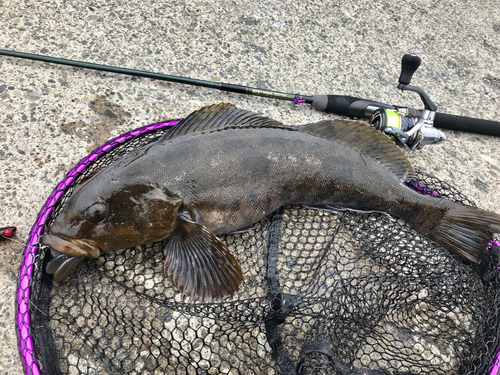 アイナメの釣果