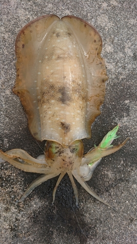 アオリイカの釣果