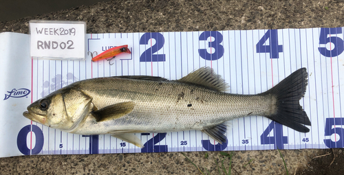 シーバスの釣果