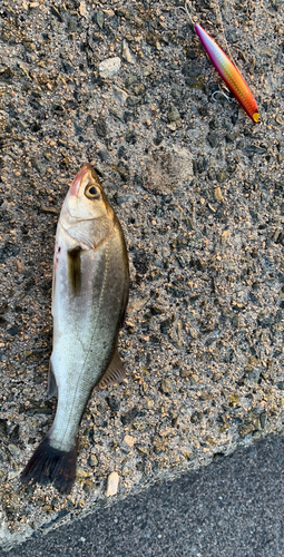 スズキの釣果