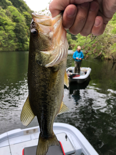 ラージマウスバスの釣果