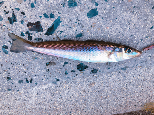 釣果