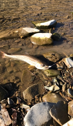 アメマスの釣果