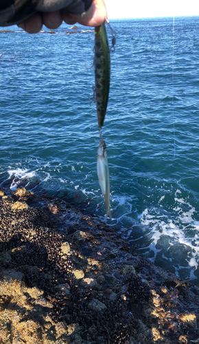 チカの釣果