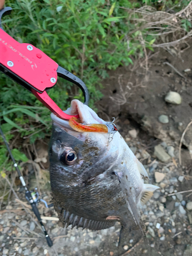 キビレの釣果